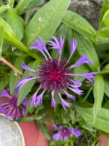 Fiordaliso — foto 5 di 52