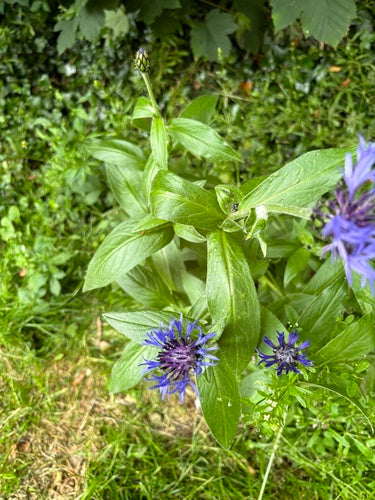 Fiordaliso — Bild 3