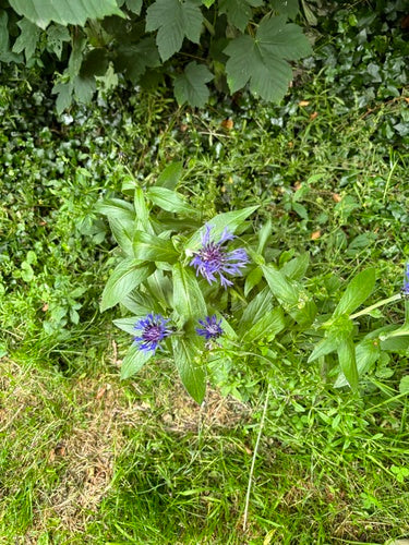 Fiordaliso — Bild 2