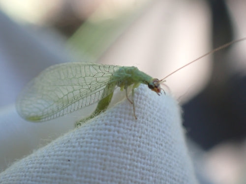 Lacewings — Bild 5