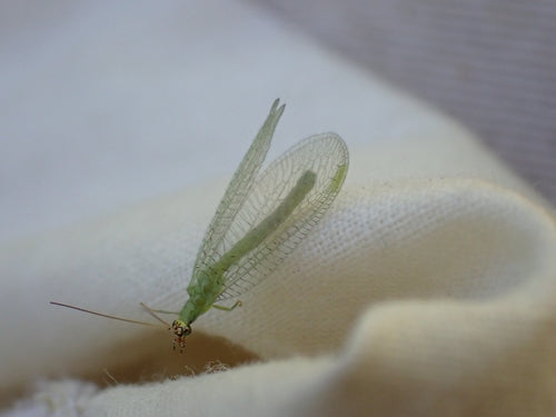 Lacewings — Bild 4