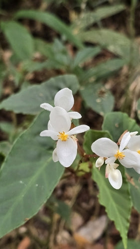 Trota Begonia — Bild 4