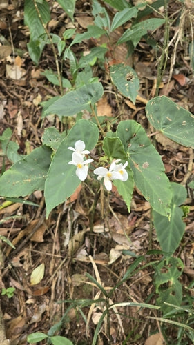 Trota Begonia — Bild 3