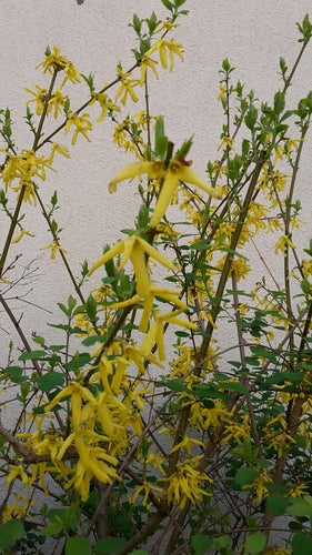 Forsizia — Bild 3