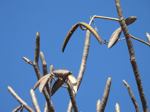 Frangipani — Bild 1