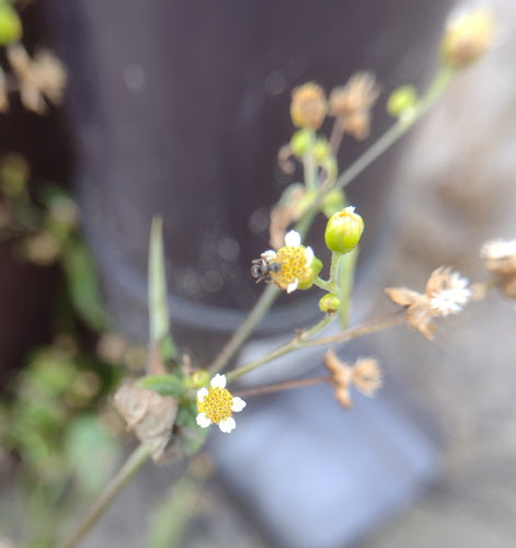 Erba francese — Bild 3
