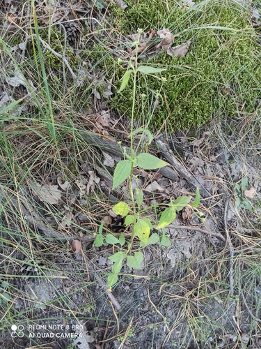 Erba francese — foto 5 di 9
