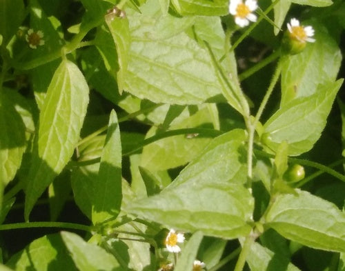 Erba francese — Bild 2