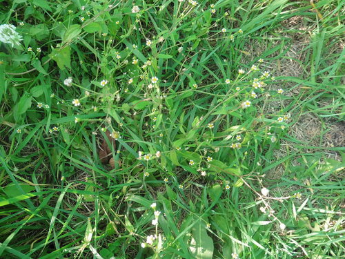 Erba francese — Bild 5