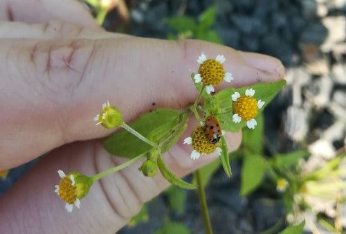 Erba francese — foto 3 di 9