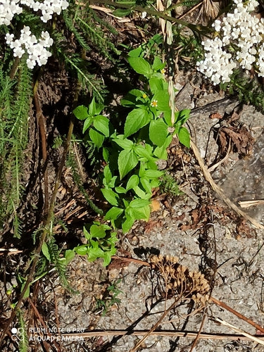 Erba francese — foto 2 di 9