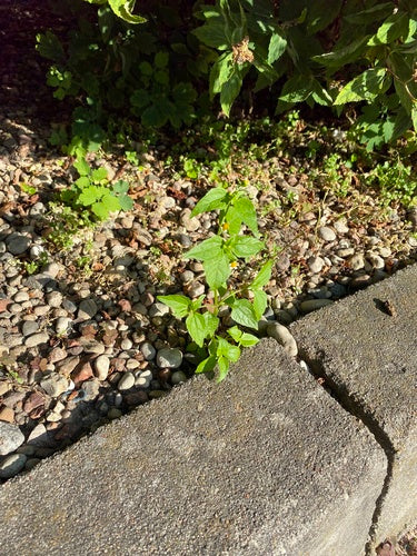 Erba francese — Bild 4