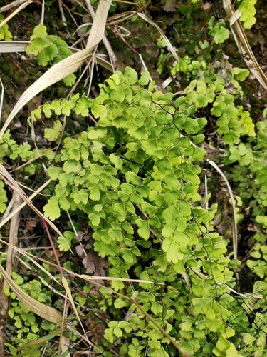 Felce di capelvenere — Bild 2