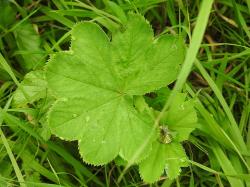 Manto della dama — Bild 4