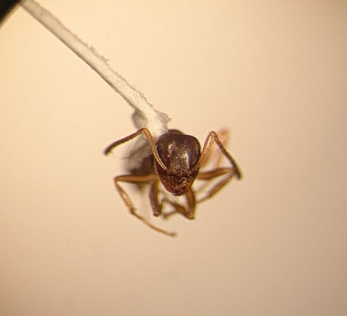 Strana formica — Bild 3