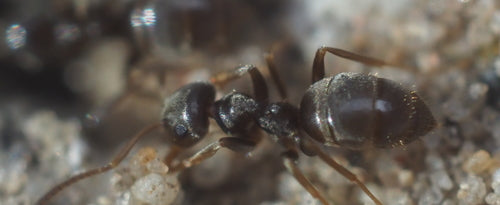 Strana formica — foto 1 di 8