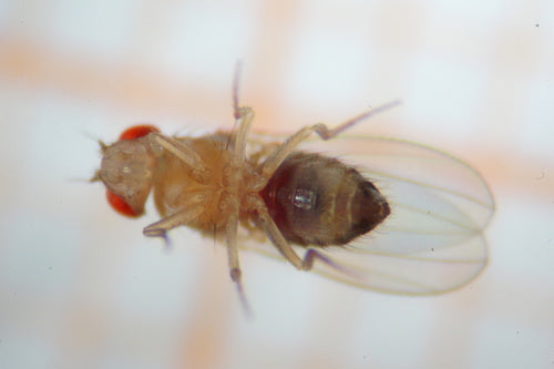 mosca della frutta — foto 5 di 53
