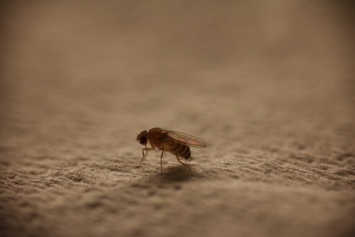 mosca della frutta — foto 4 di 53
