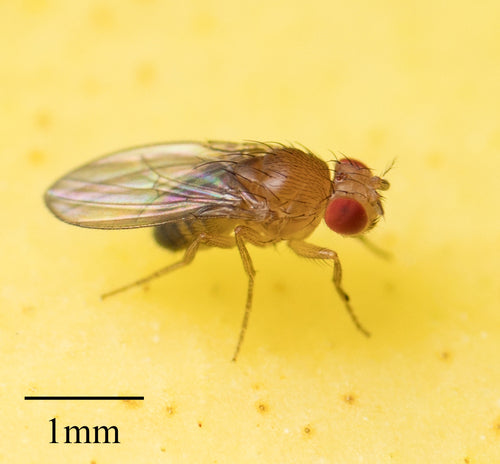 mosca della frutta — Bild 4