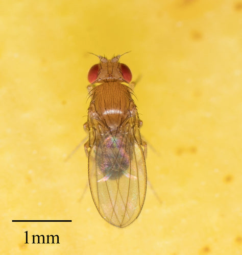 mosca della frutta — Bild 3