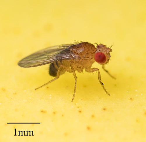 mosca della frutta — Bild 5