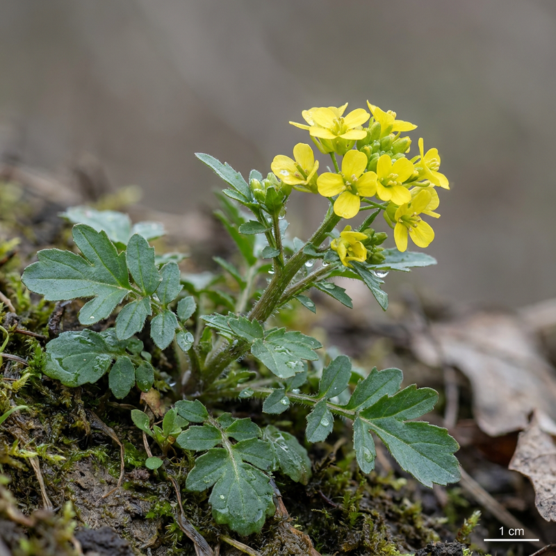 Erba di Barberia primaverile