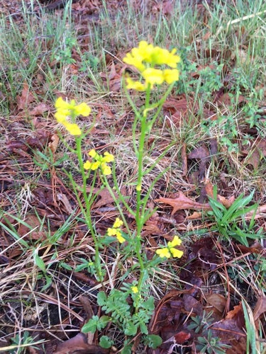 Erba di Barberia primaverile — foto 5 di 8