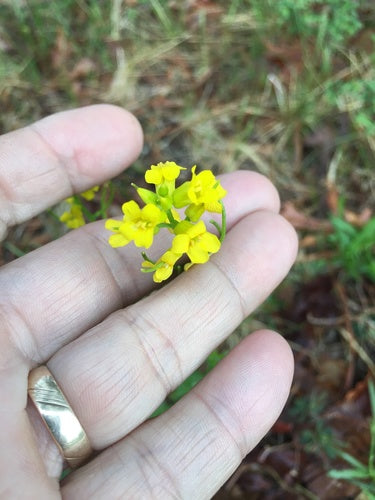 Erba di Barberia primaverile — foto 4 di 8