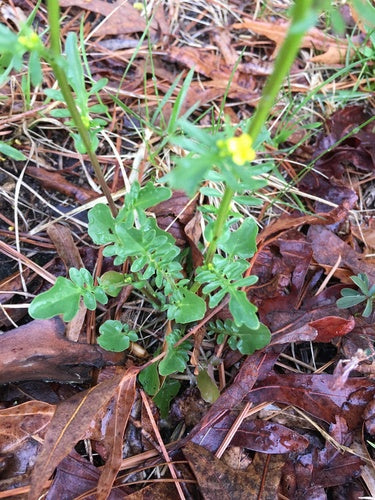 Erba di Barberia primaverile — foto 3 di 8