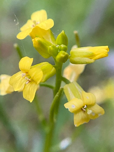 Erba di Barberia primaverile — foto 2 di 8