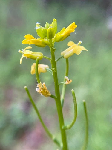 Erba di Barberia primaverile — foto 1 di 8