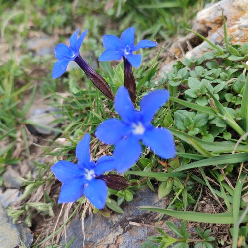 Genziana primaverile — foto 5 di 10