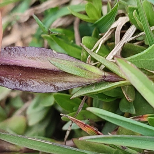 Genziana primaverile — foto 4 di 10