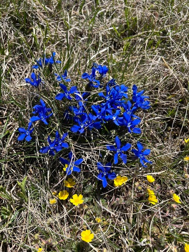 Genziana primaverile — foto 3 di 10
