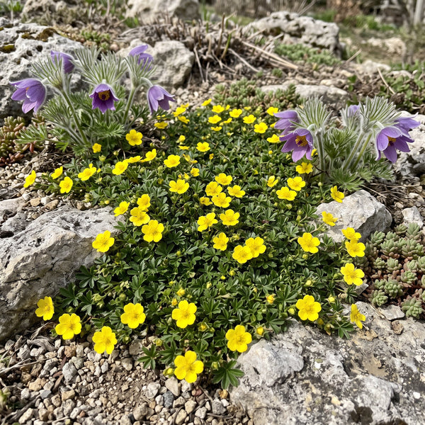Frühlings-Fingerkraut (Potentilla verna) in Blüte im naturnahen Garten (KI-generiert)