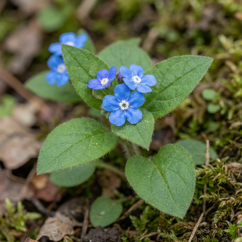 Memoriale di primavera