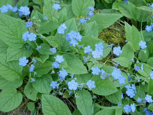 Memoriale di primavera — Bild 5