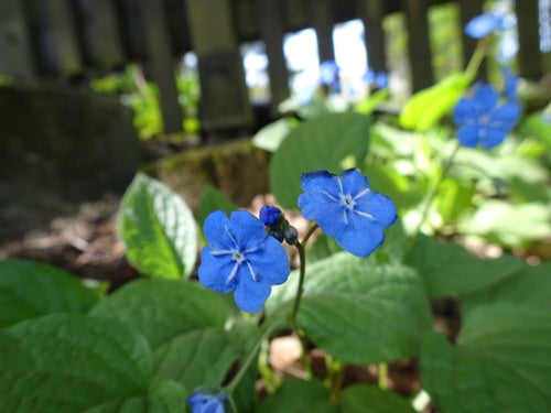 Memoriale di primavera — Bild 4