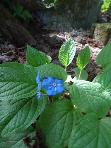 Memoriale di primavera — Bild 3