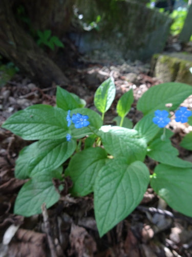 Memoriale di primavera — Bild 2