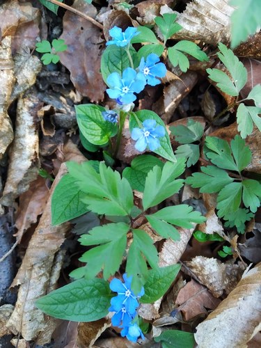 Memoriale di primavera — Bild 1