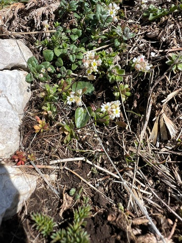 Fiori della fame primaverile — foto 3 di 10