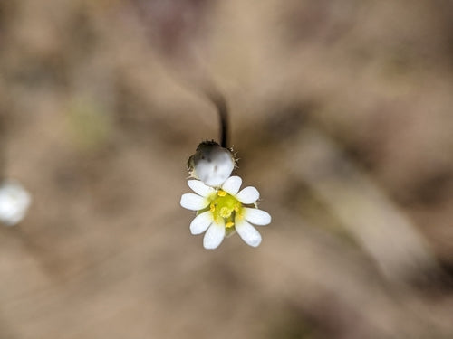 Fiori della fame primaverile — foto 5 di 10