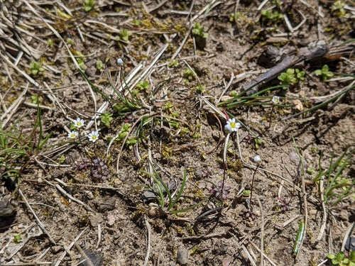 Fiori della fame primaverile — foto 4 di 10