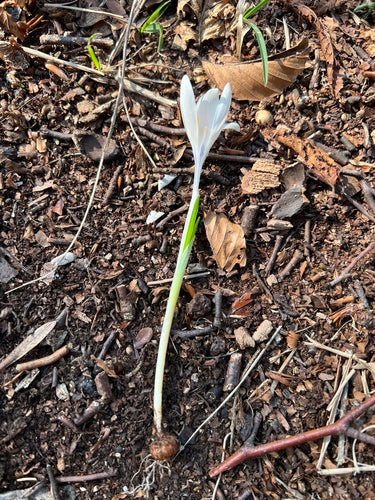 Croco primaverile — foto 5 di 10