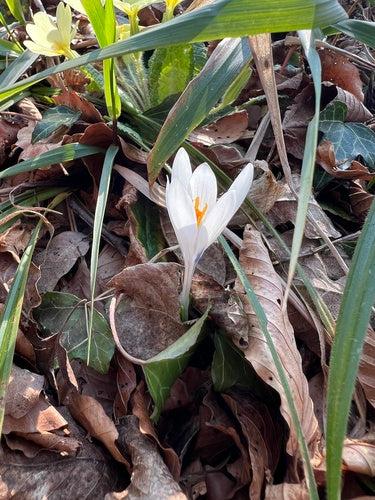 Croco primaverile — foto 4 di 10