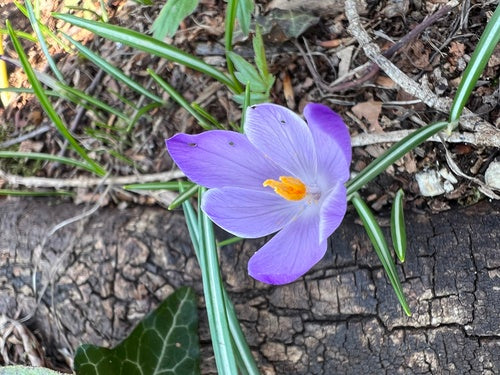 Croco primaverile — foto 3 di 10