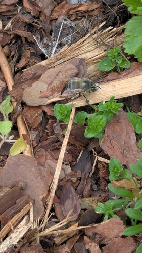 Ape da pelliccia primaverile — Bild 5