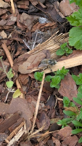 Ape da pelliccia primaverile — Bild 4