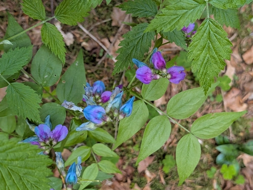 Pisello piatto primaverile — foto 1 di 8